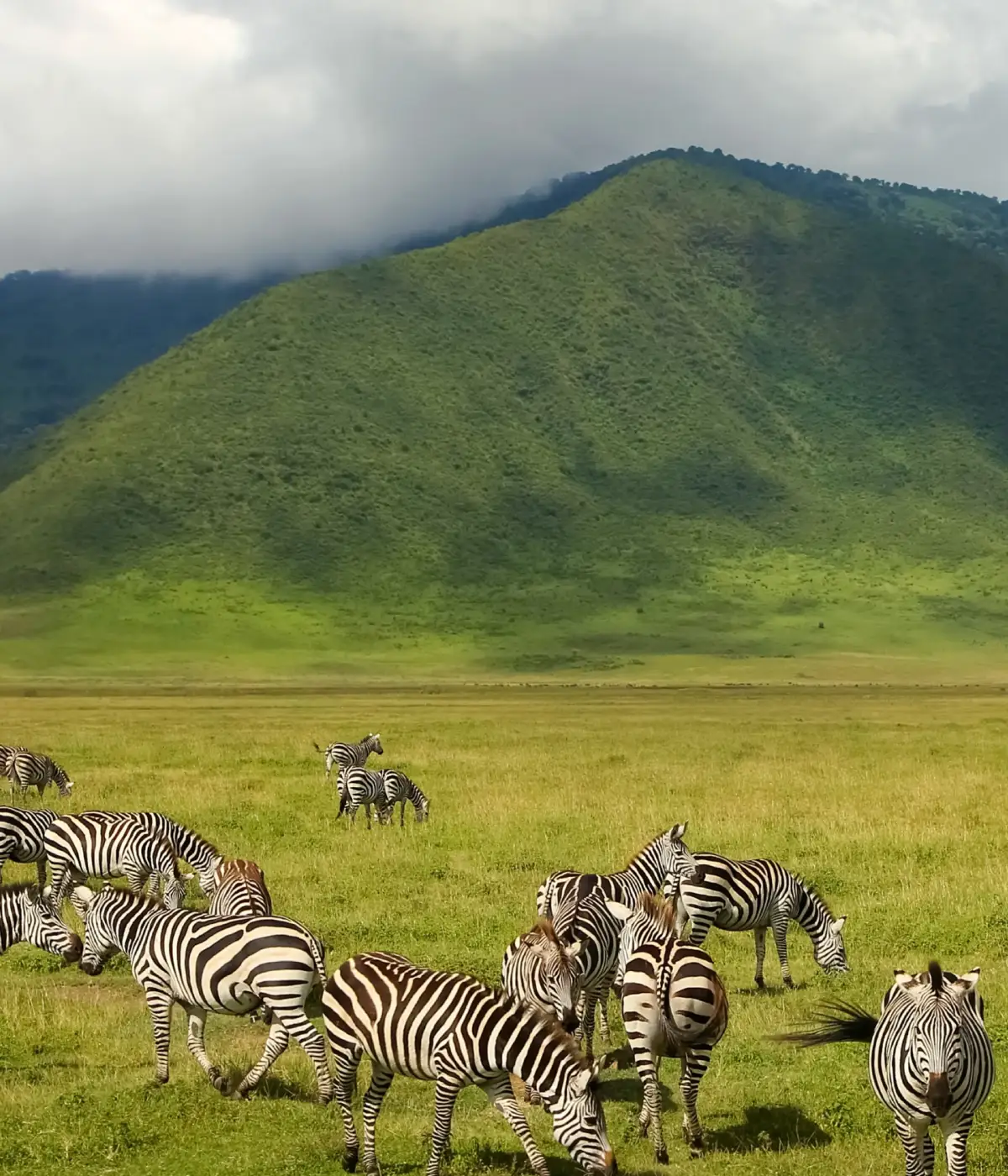 Ngorongoro