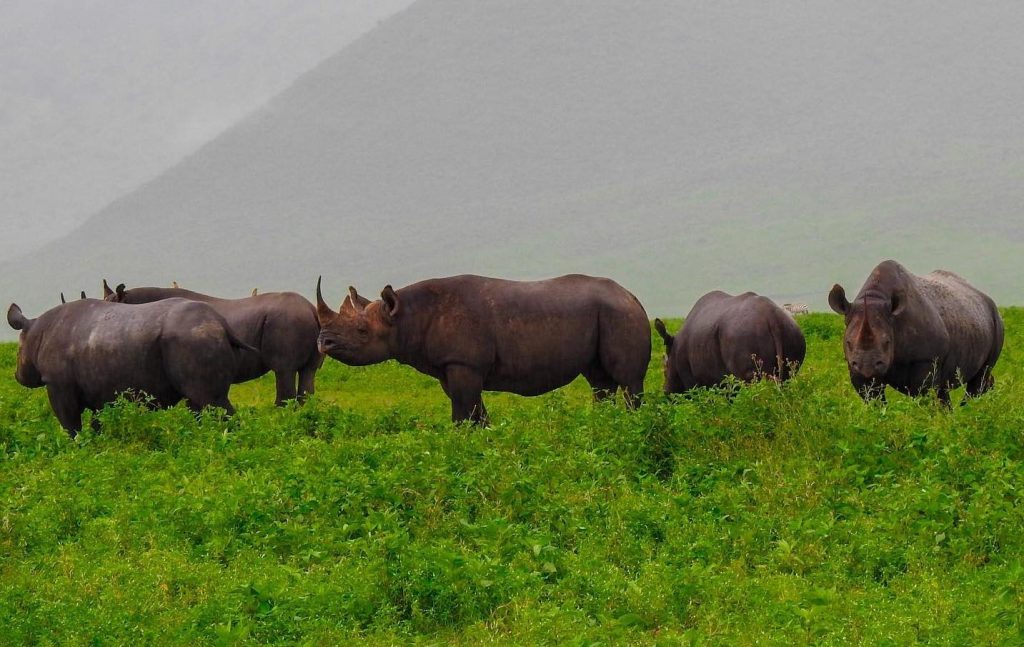 Ngorongoro 6