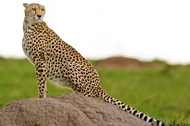 Serengeti 1